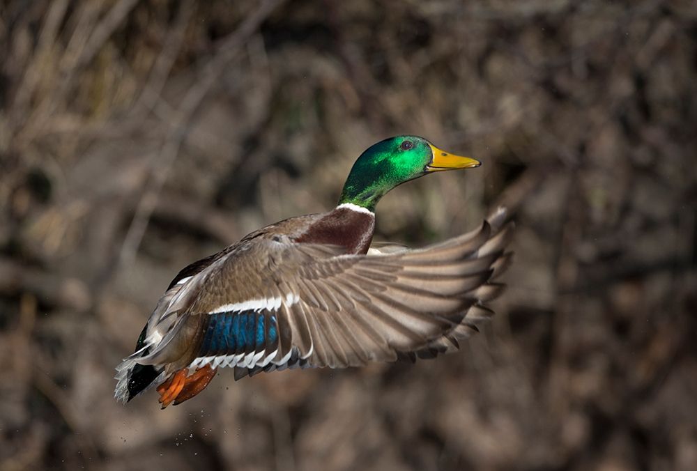 Washington State Male Mallard takes flight from Lake Washington Seattle